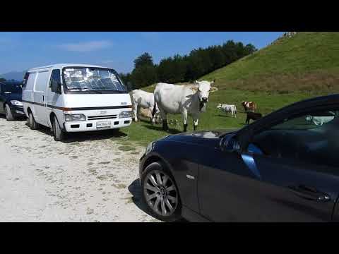 mandria di mucche prati di tivo 1080p