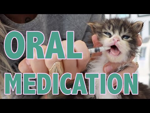 How to Safely Give Oral Medication to Kittens