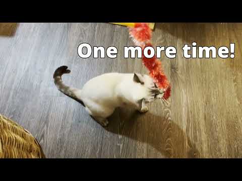 When Mini Says UR Toast… Run! 🐾🔥