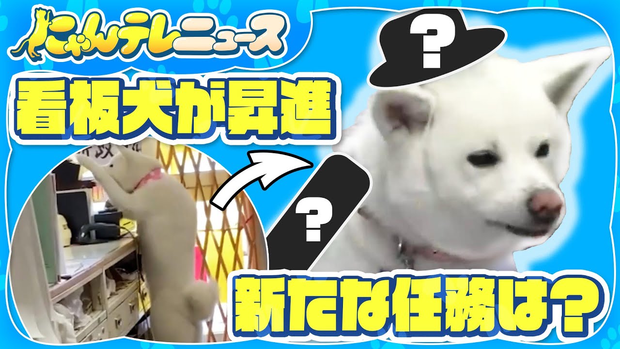 【秋田犬】看板犬が昇進？任命されたのは…/ハチ公生誕100年記念イベント！40頭が渋谷を散歩/生前のハチ公、新たな写真見つかる