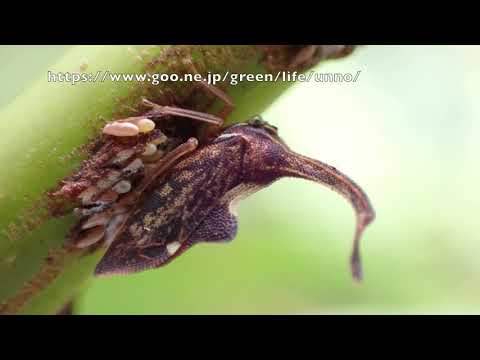 シロオビハタザオツノゼミ　Pyrgauchenia pendleburyi