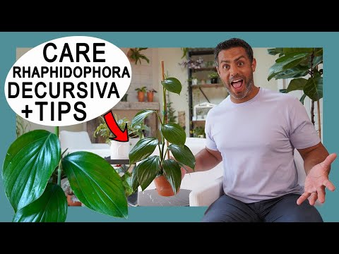 YouTube video about: How to care for dragon tail plant?