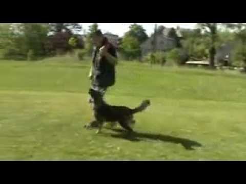 Elyscha z Jukasu - obedience - 7 months