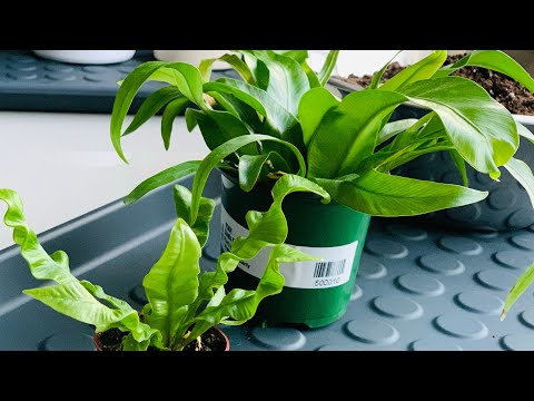 Propagation & Easy Care for Asplenium Nidus Ferns: Bird's Nest & Crispy Wave Ferns