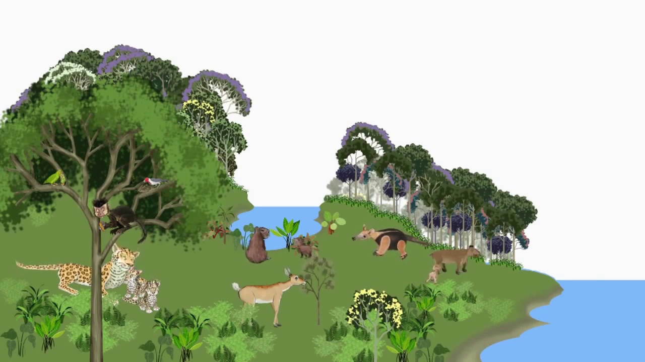 Miniatura do vídeo 1