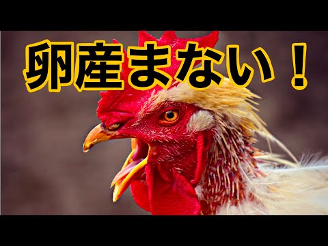 最近産んだ鶏の卵が異臭を放つのはなぜですか?誰のせいですか？  庭園
