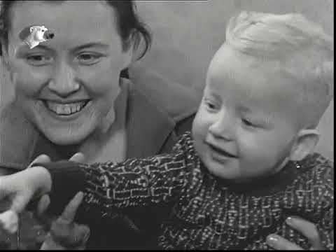 Augenzeuge 1954 - 1958