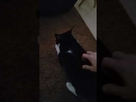 Crystal the Pet Nanny. LLC video.