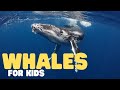 Whales For Kids Learn All About Toothed And Baleen Whales