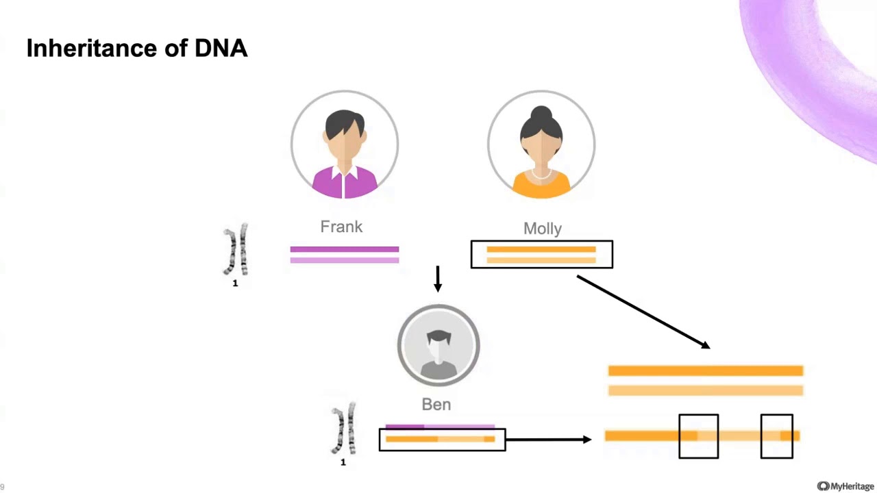 Working with DNA segments on MyHeritage
