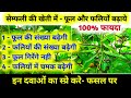 सेम फली में फूल और फलिया बढ़ाने वाला स�