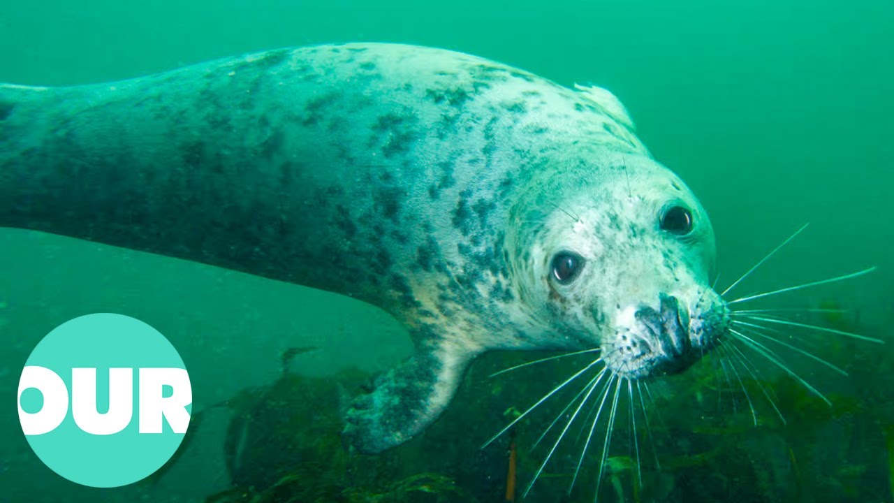 Investigating What Killed Thousands Of Seals