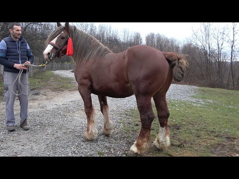 Caii lui Danut de la Dobresti, Bihor - 2020 Nou!!!