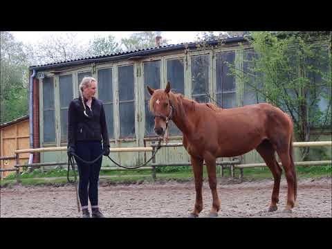 MUSTANG MAKEOVER 2018 Team Maya (TAG 3881) - Update 2