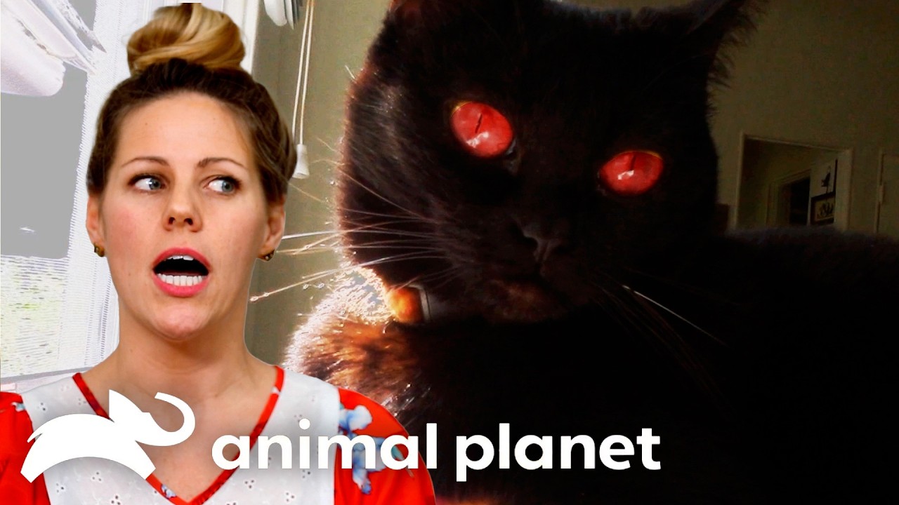 The Most Terrifying Cats Ft. Freddy Krueger 😼 | My Cat From Hell | Animal Planet