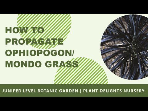 How to Propagate Ophiopogon - Mondo Grass
