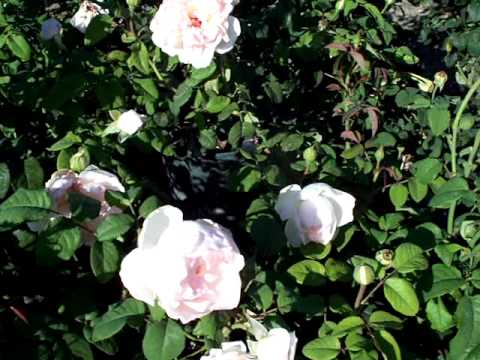 Rose Sharifa Asma English rose.mov