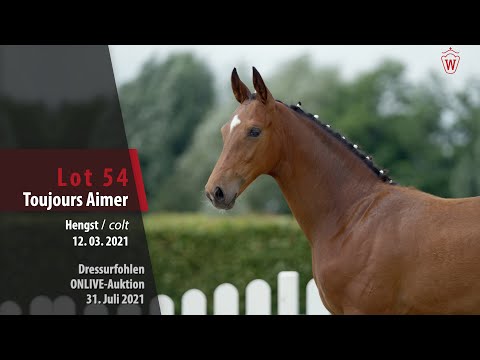 Onlive-Auktion Dressurfohlen Lot 54 Toujours Aimer Hengst v. Taurus - Scolari