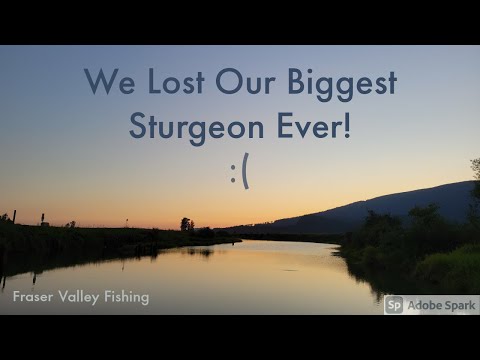 We Lost Our Biggest Sturgeon Ever