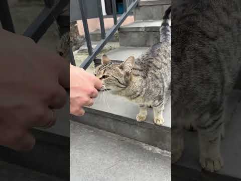 Part 15! The first cat confused me! I thought I was friendly! 😿