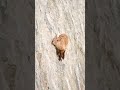 How Goats Can Climb Mountains 🐐