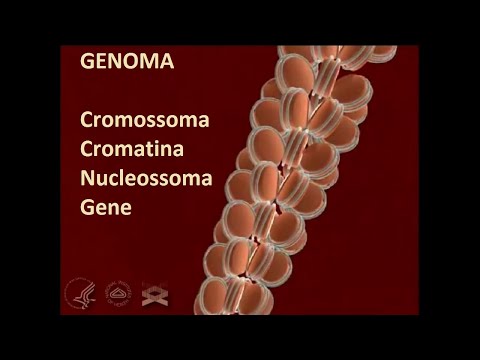 Do cromossomo ao gene - (Animação Narrada em 3D)