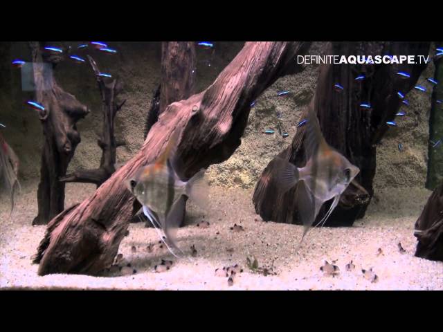 Aquascaping - Aquarium Ideas from ZooBotanica 2012, part 5