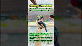 Download lagu Cara memilih konin ombyokan #burung #kicauburunglovebird #kicaumania #burunglovebirds #burungkicau mp3