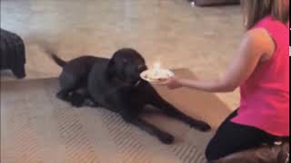 Dog destroys birthday cake