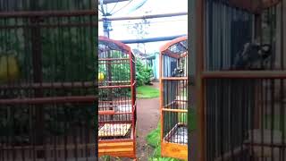 Download lagu #birds #burungkicaudialamliar #nature#adventure#sirtugacor mp3