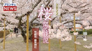 【アミンチュニュース】 桜開花状況 甲賀市 藤栄神社