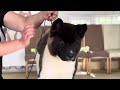 Champion Akita Force Strider in Diversity shows off his show stance