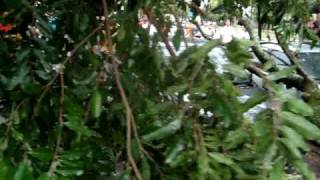 Vendaval Ilha Solteira  Árvore cai sobre carros no estacionamento da UNESP