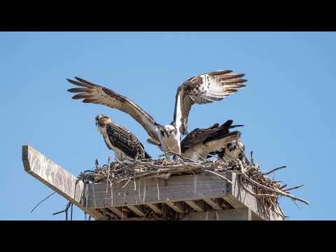 Osprey delivers a fish for the family - Sony A1 Bird eye AF tracking.
