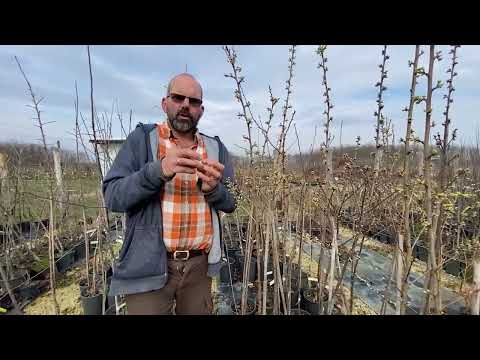 Csodakertész - Cápafog szilva