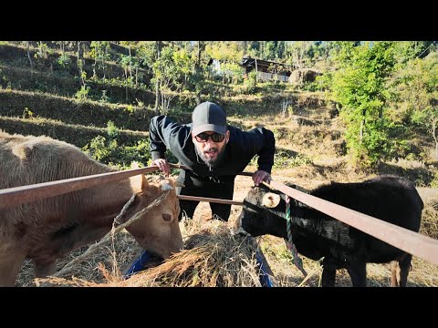 Baba Mamu Coming to Meet the Cow 🐄😄 | Farm Life Nepal ❤️