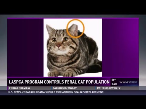 TNR humanely controls feral cat populations!