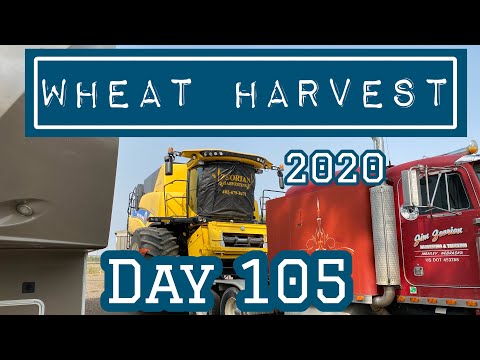 Wheat Harvest 2020 - Day 105
