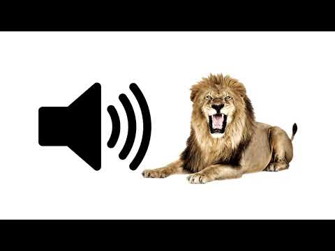 Lion Roar - Sound Effect