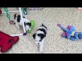 Miniature Poodle dogs for sale: Cookie - Video 1