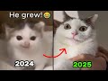 Where Are The Legendary Cat Memes NOW Then Now
