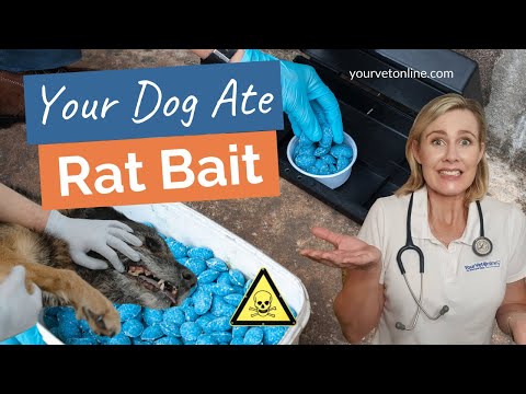 What To Do If Your Dog Ate Rat Bait 😭 | Instructions | Your Vet Online