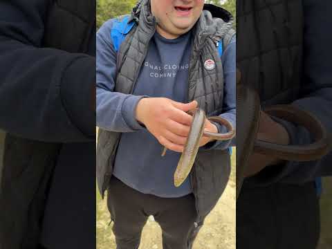 Φιδόσαυρα ή τυφλίτης θηλυκό την άνοιξη #Pseudopusapodus #leglesslizard #reptiles