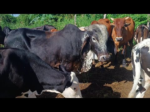 FEIRA DE GADO DE GIRAU DO PONCIANO-AL 27/07/2026 #nordeste 