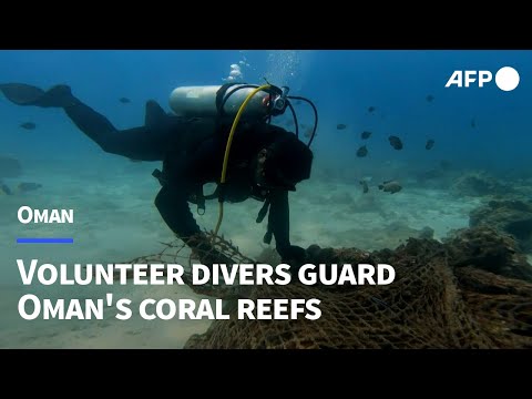 Volunteer divers guard Oman's coral reefs | AFP