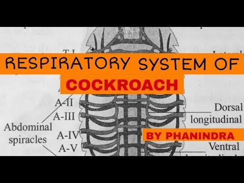 Inter 2nd year SYNAPTIC TRANSMISSION ZOOLOGY