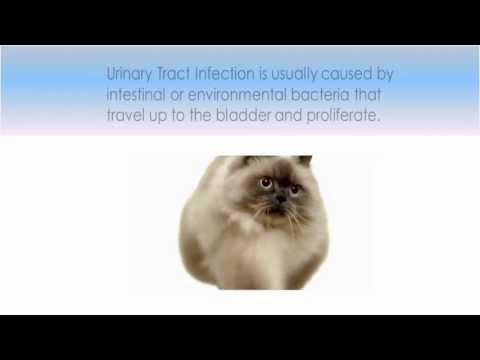 Cat Urinary Tract Infection Symptoms - PawCheck™