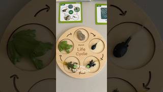 Frog Life Cycle Kindergarten Science Activities #playandlearn #handsonlearning #athomelearning
