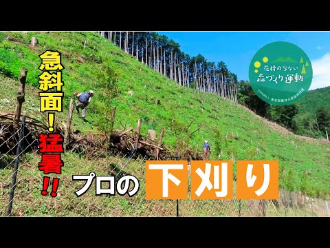 東京の山に植えられた苗木はプロによる下草刈りですくすくと育っていた！！