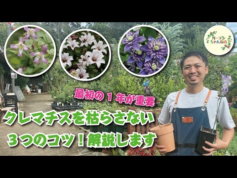 クレマチスが元気に育つように剪定します。どのような基準で剪定を行うべきですか?  庭園